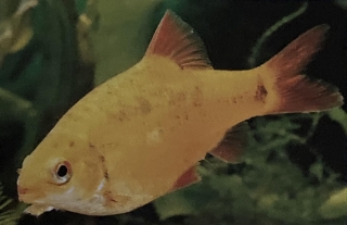 Barbus semifasciolatus femelle.